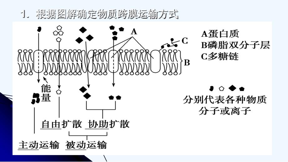g1308+物质跨膜运输的方式_第2页