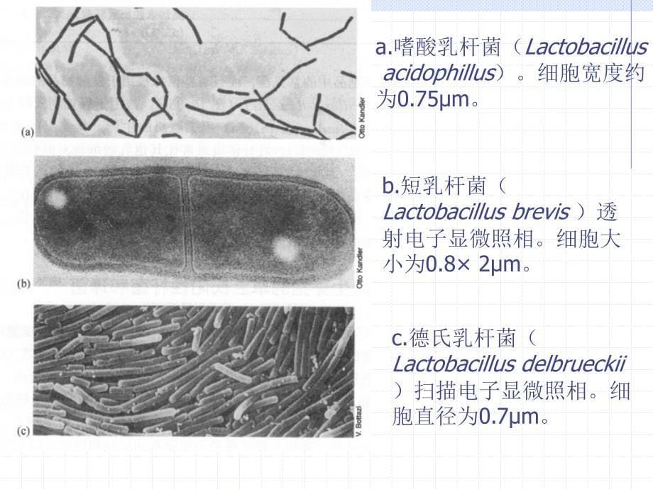 发酵饮料_第5页