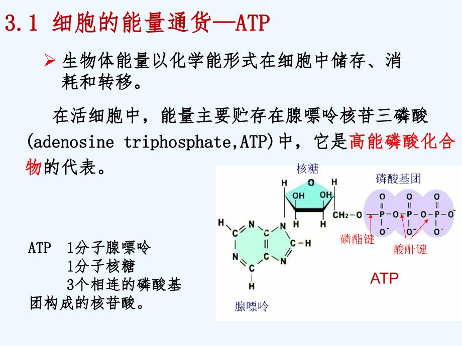 atp与生物能源_第3页