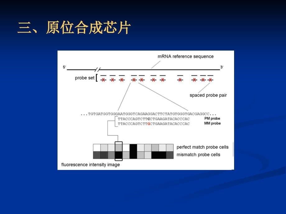 生物信息学讲解——基因芯片数据分析_第5页