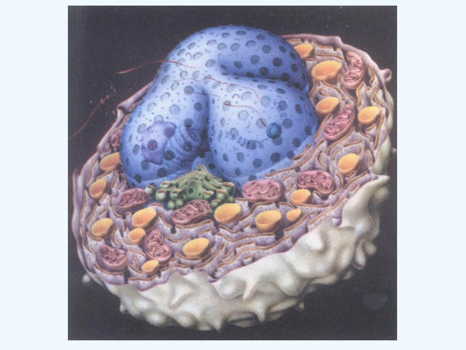 细胞质膜与细胞表面讲义_cell_membrane_and_cell_surface_第2页