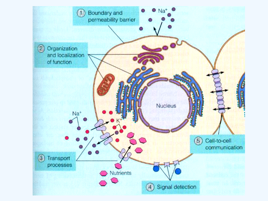 细胞质膜与细胞表面讲义_cell_membrane_and_cell_surface_第3页