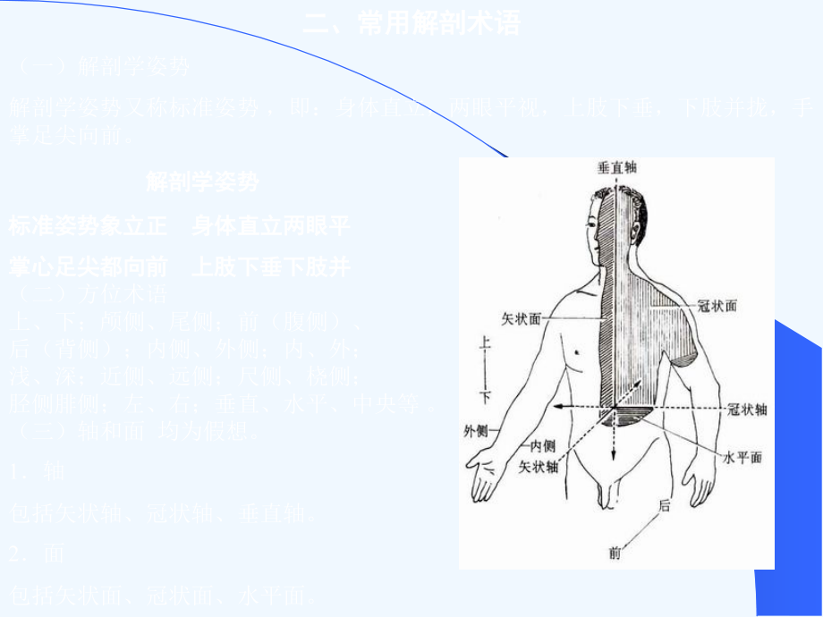 解剖学_第4页