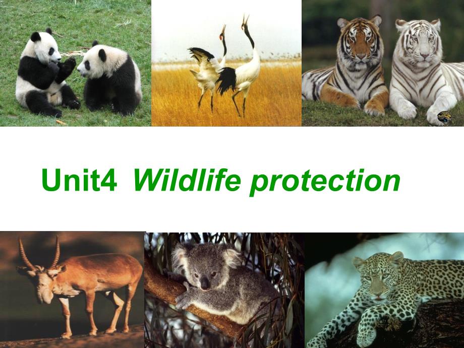 2017-2018学年人教版 必修二 unit 4 wildlife protection-reading 课件（共32张ppt）_第1页
