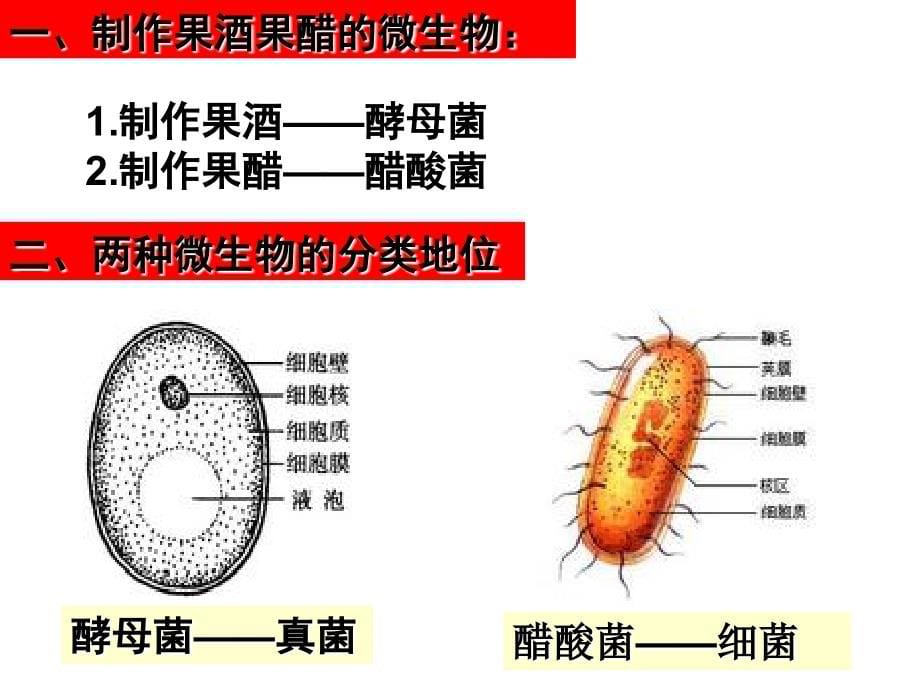 选修一果酒和果醋制作_第5页