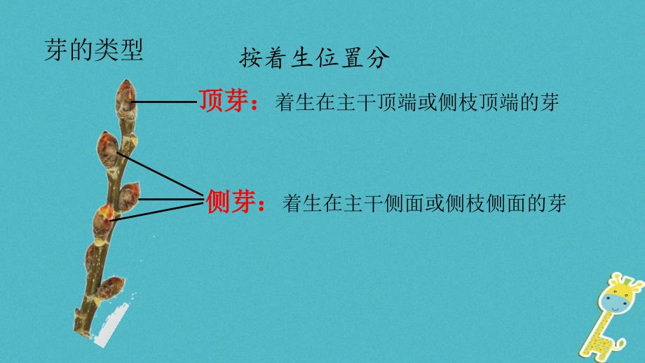 七年级生物上册 第三单元 第二章 第二节《植株的生长》课件 （新版）新人教版_第4页