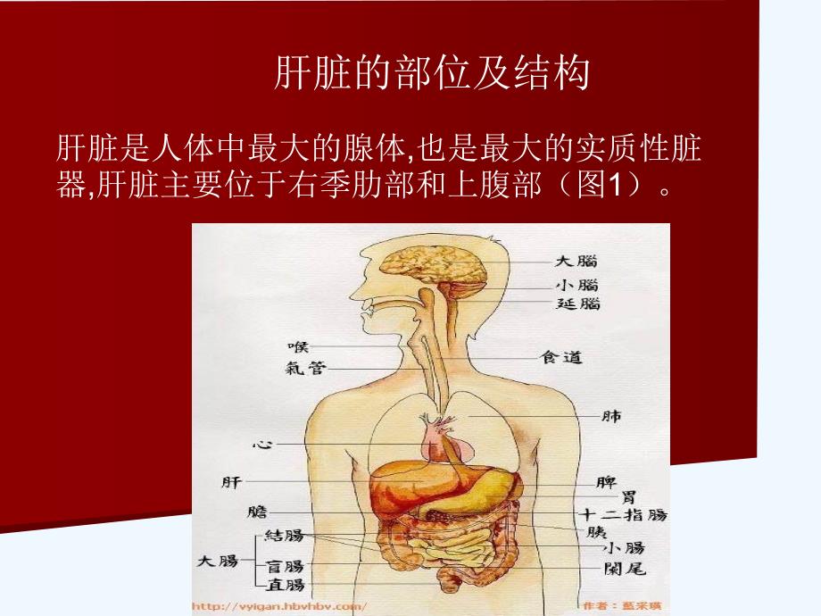 肝胆幻灯片_第1页