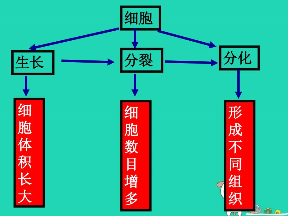 2018年七年级生物上册2.2.3植物体的结构层次课件3新版新人教版_第2页