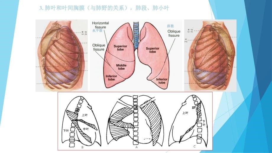 课件：结构的正常胸部x线识别_第5页