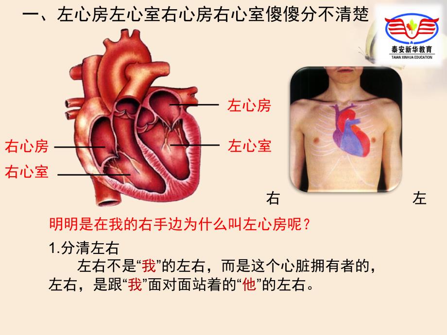 初二生物 血液循环专题_第2页