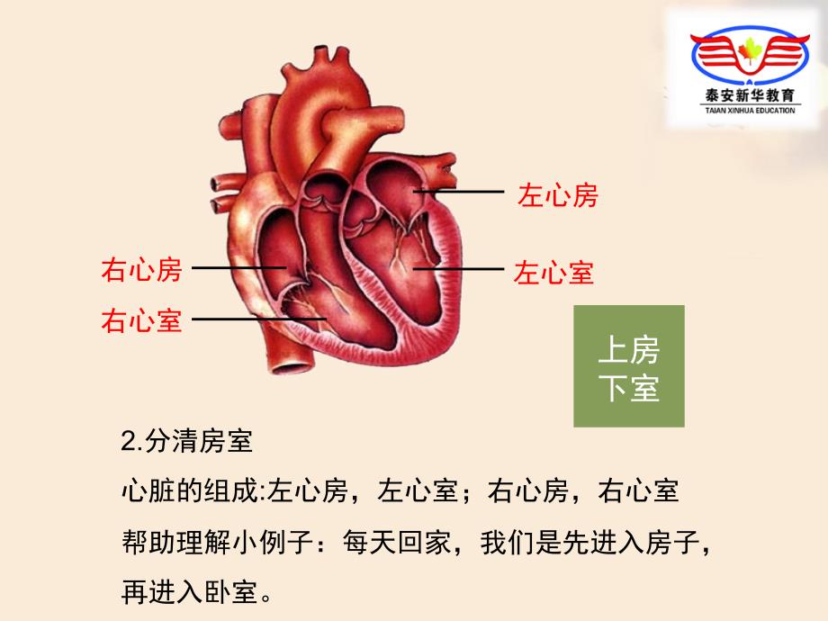 初二生物 血液循环专题_第3页