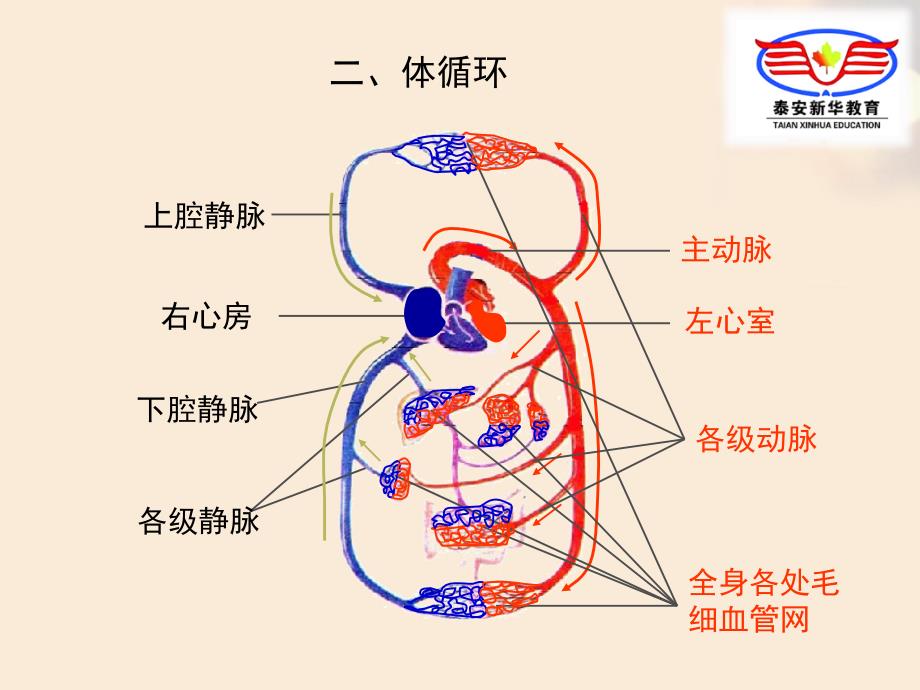 初二生物 血液循环专题_第4页