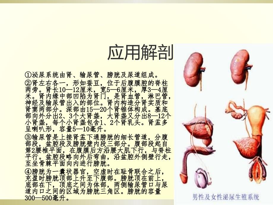 课件：ivu静脉肾盂输尿管造影技术_第3页