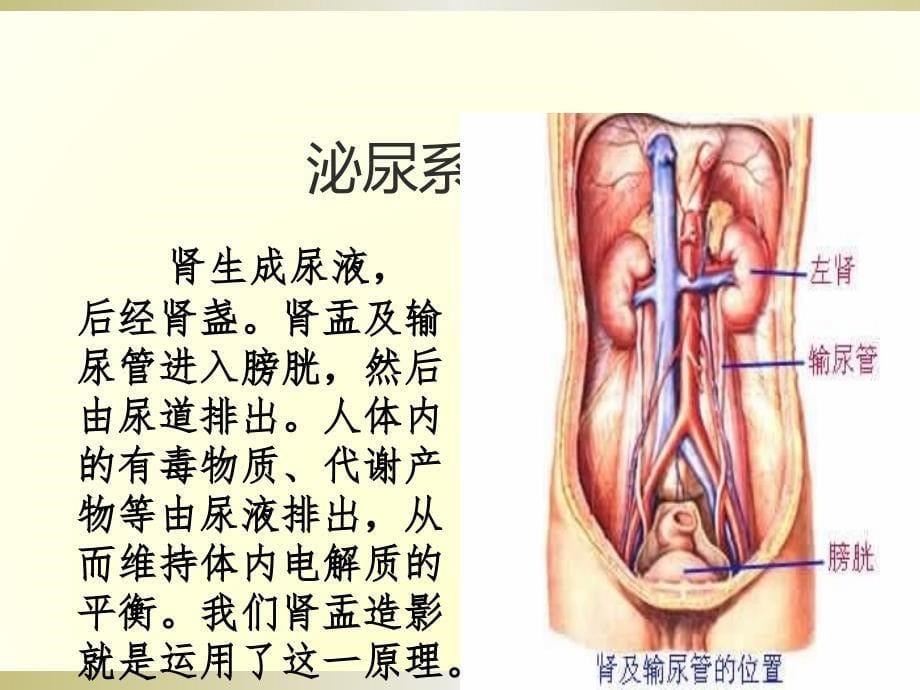课件：ivu静脉肾盂输尿管造影技术_第5页