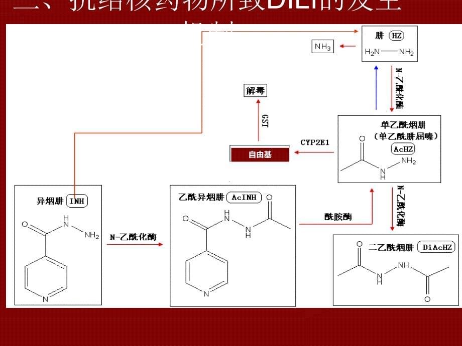 课件：抗结核治疗过程中保肝药物的选择_第5页