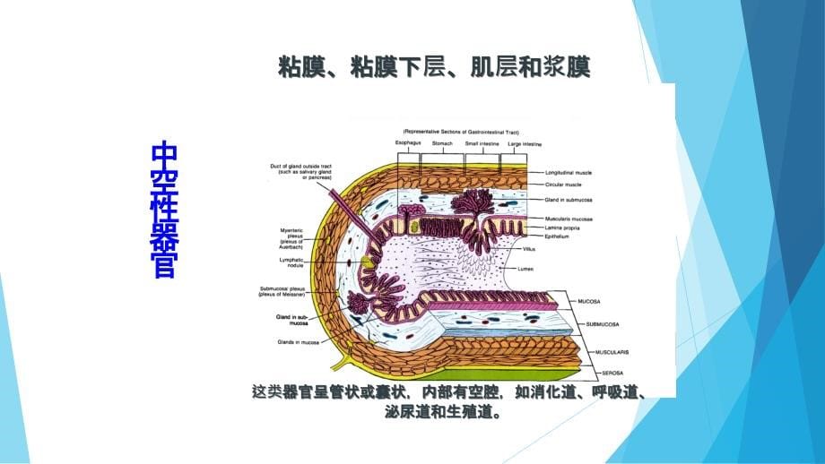 课件：解剖课件-消化系统_第5页