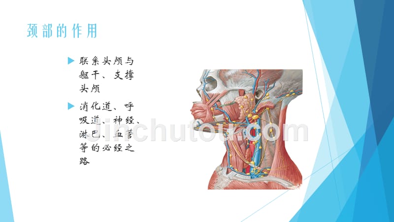 课件：康复科颈部应用ppt_第3页