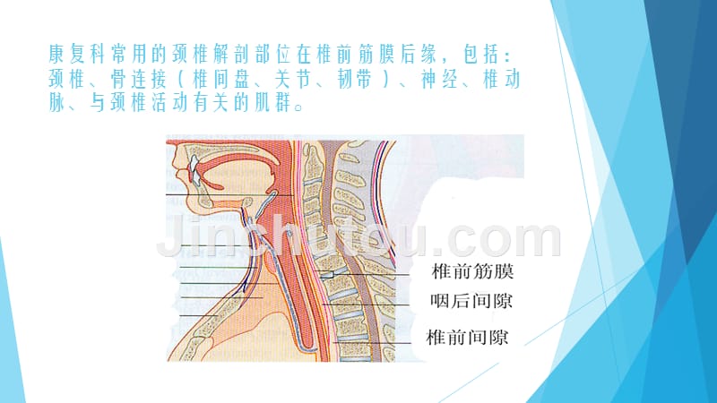 课件：康复科颈部应用ppt_第4页