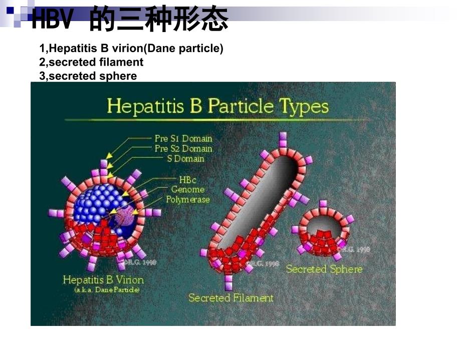 课件：乙肝病毒的检测_第2页