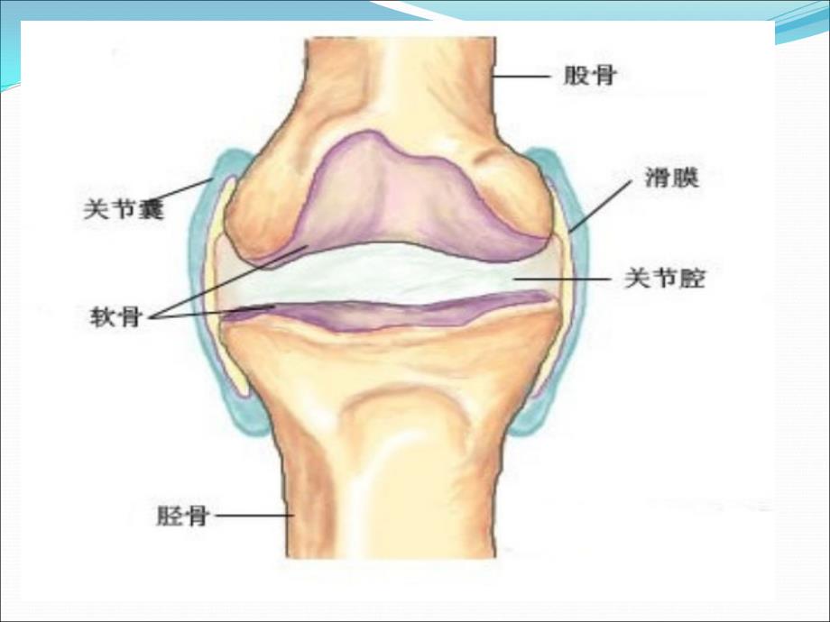 课件：滑膜病变超声诊断_第3页