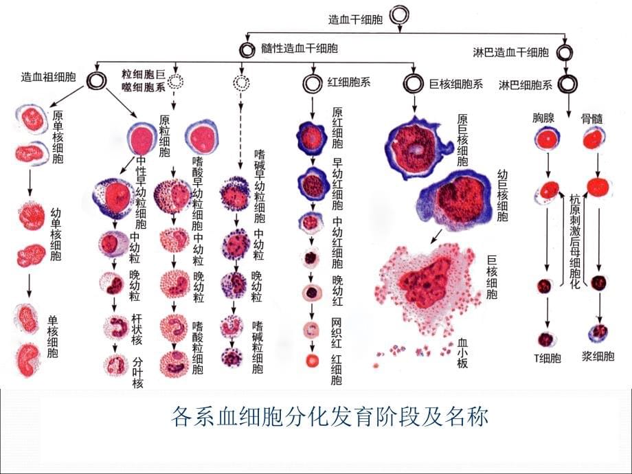 课件：骨髓细胞学检验_第5页