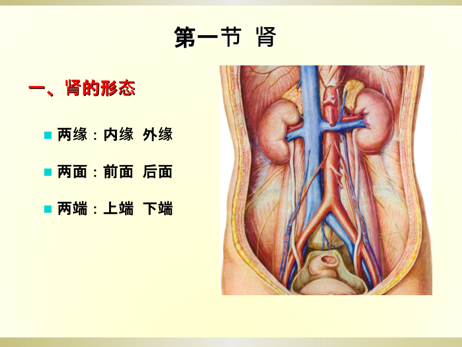 课件：泌尿、男性生殖系统_第4页