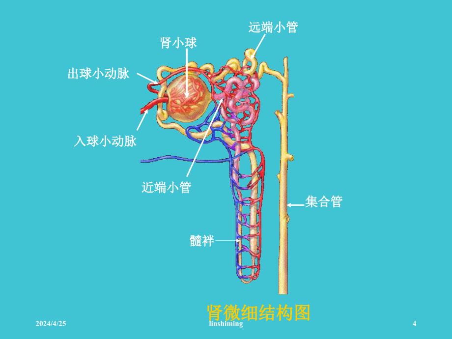 课件：肾的排泄_第4页