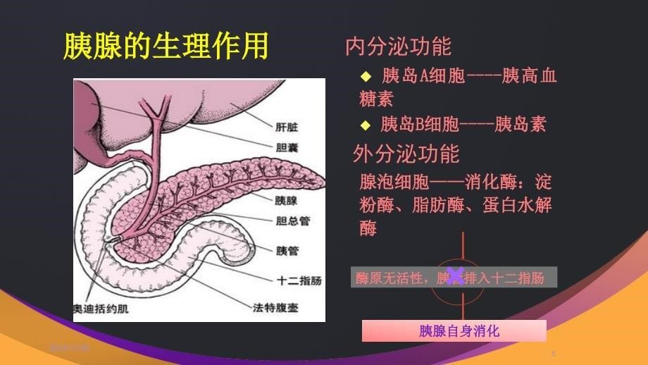 课件：急性胰腺炎_第5页