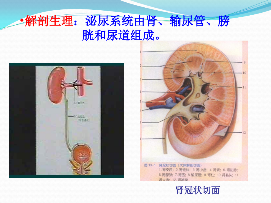 课件：泌尿系统 _第2页