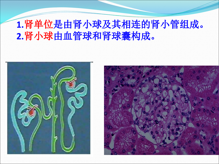 课件：泌尿系统 _第3页