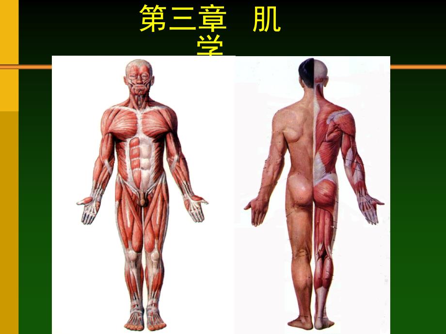 课件：人体解剖学原理之肌学_第1页