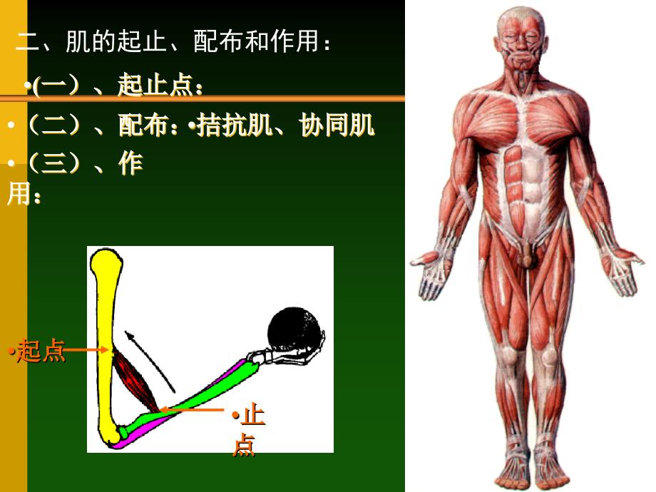 课件：人体解剖学原理之肌学_第3页