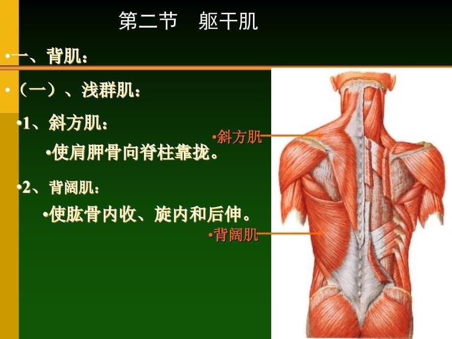 课件：人体解剖学原理之肌学_第5页