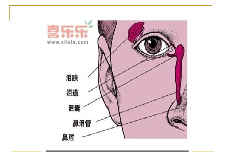 课件：新生儿泪囊炎ppt_第3页