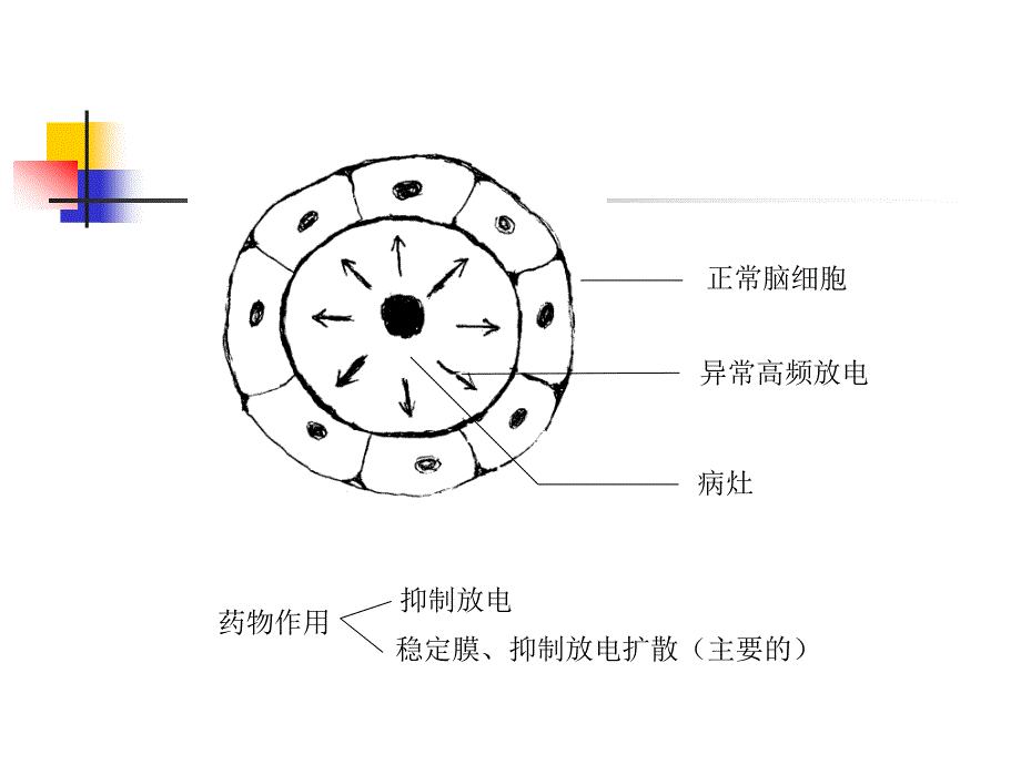 课件：抗癫痫和抗惊厥药_第2页