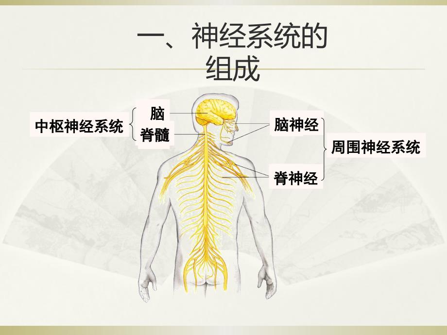 课件：《神经系统的组成》(共15张ppt)_第4页