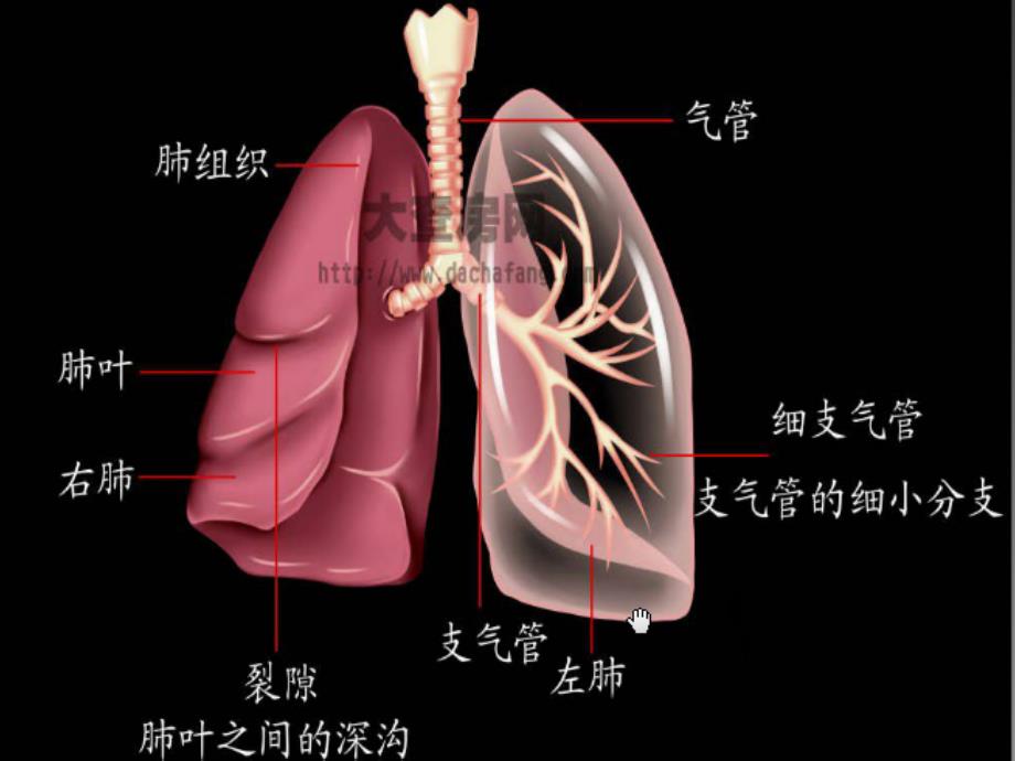 课件：肺癌术后的护理查房_第3页