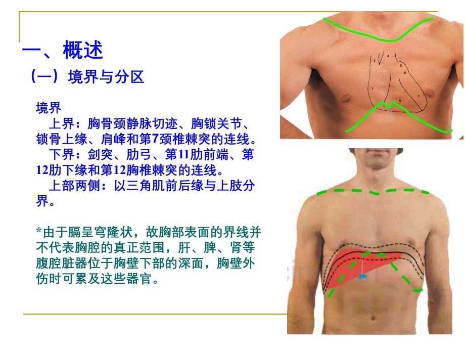 课件：局部解剖学-- 胸部_第5页