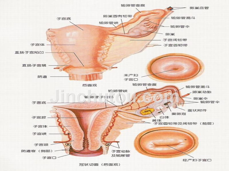 课件：子宫颈和子宫腔手术_第3页