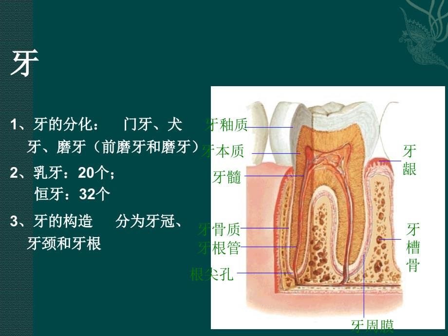 课件：消化系统的结构和功能_第5页