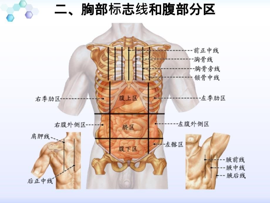 课件：人体结构与功能-消化系统_第5页