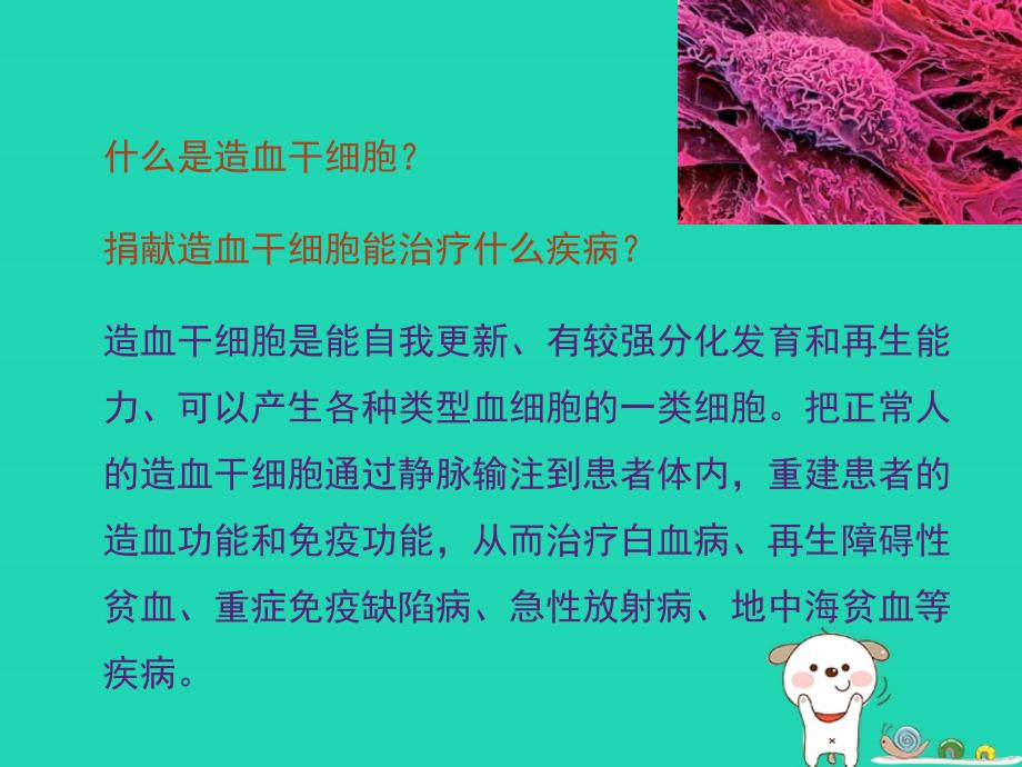 七年级生物下册4.4.1流动的组织__血液点燃生命的希望_造血干细胞的捐献素材新版新人教版_第2页