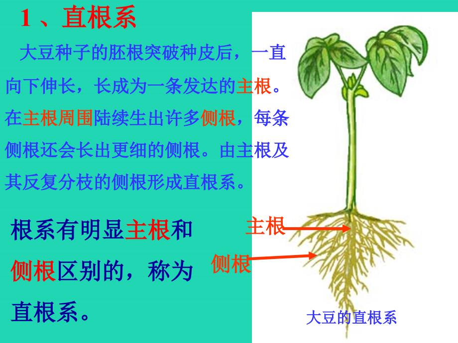 七年级生物上册3.6.2营养器官的生长课件2新版北师大版_第4页