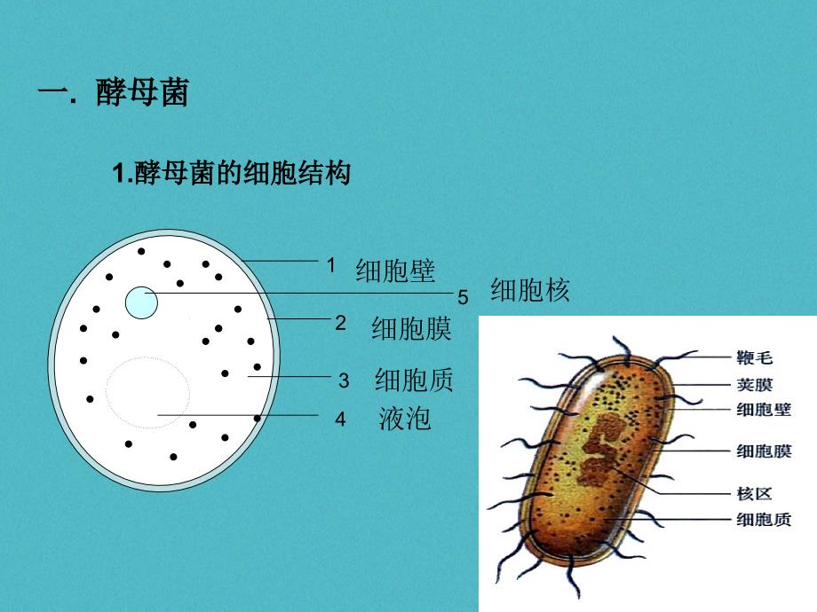 八年级生物上册5_2_1酵母菌和霉菌课件新版冀教版_第4页