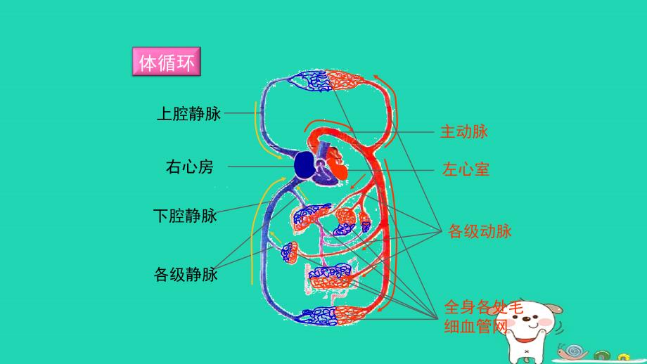 七年级生物下册4.4.3输送血液的泵__心脏第二课时预习课件新版新人教版_第4页