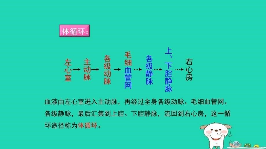 七年级生物下册4.4.3输送血液的泵__心脏第二课时预习课件新版新人教版_第5页