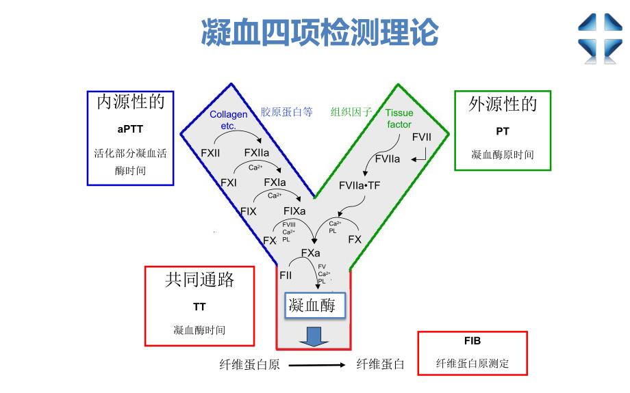 血栓弹力图的应用_第4页