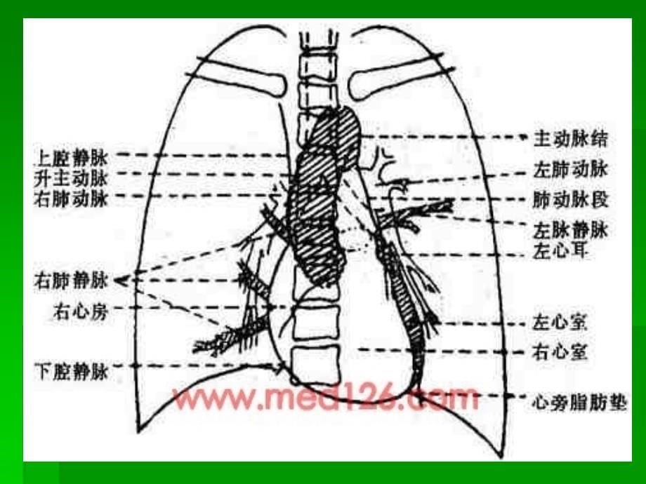 12.心脏(视诊、触诊)-诊断学查体_第5页