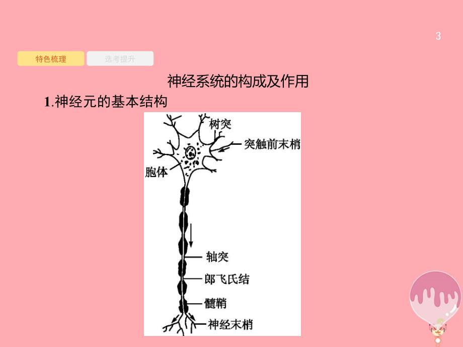 高考生物 16神经系统的结构与功能复习课件_第3页