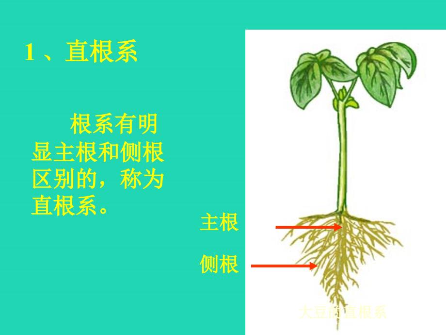 七年级生物上册3.6.2营养器官的生长课件3新版北师大版_第4页